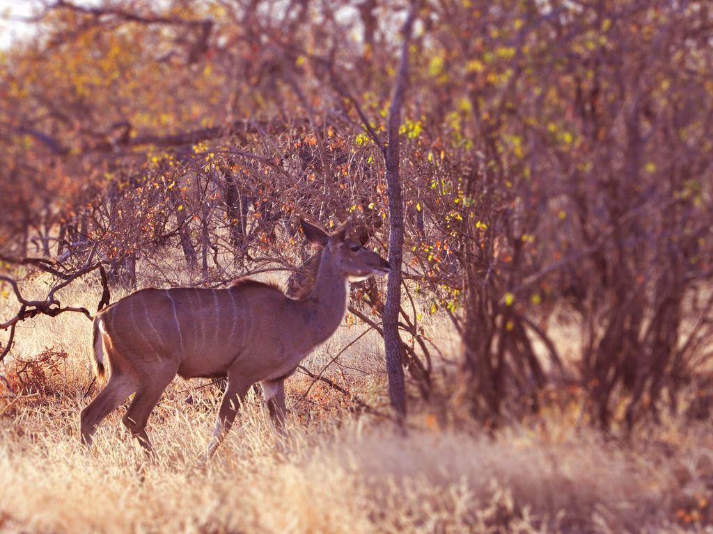 Dinkweng Safari Lodge The Waterberg Biosphere Εξωτερικό φωτογραφία